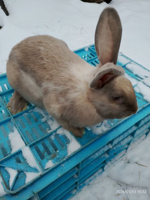 Vând Iepuri secuiesc