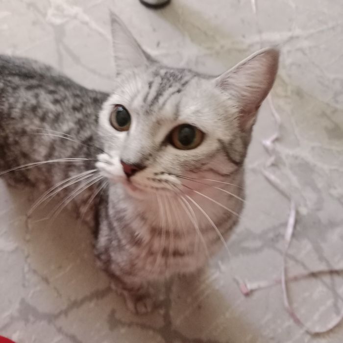 Кошка очень ласковая всеядная