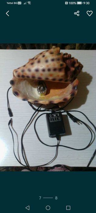 Раковина естествена