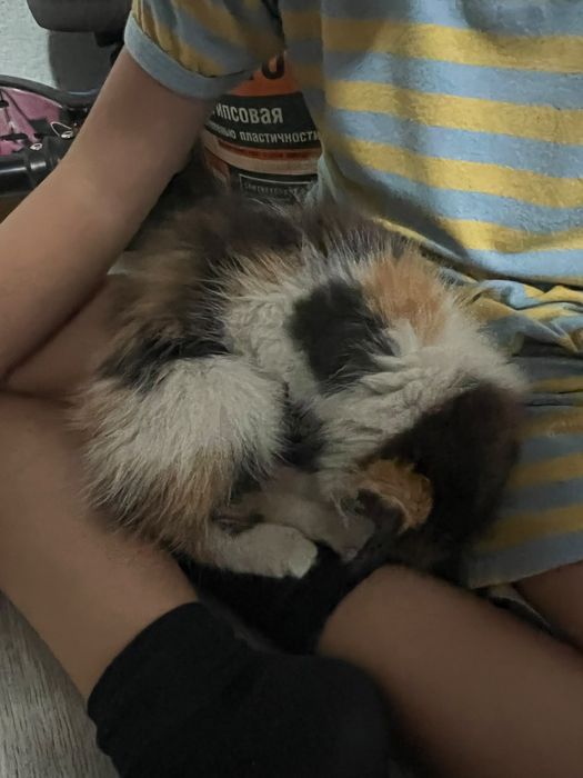 Котёнок в добрые руки