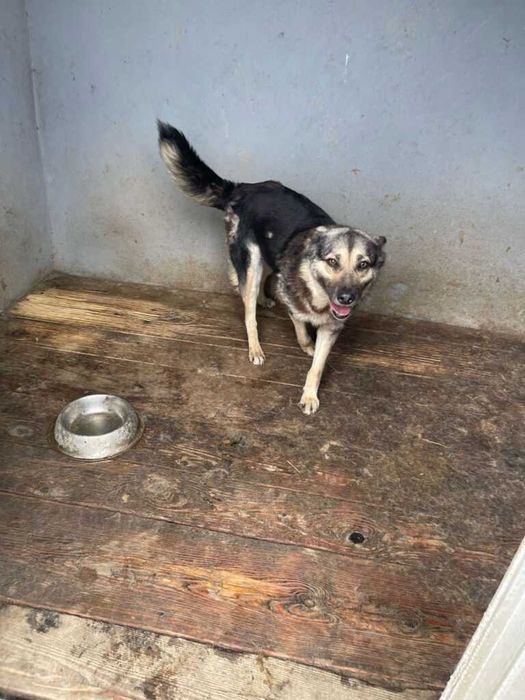 Adopta un caine - un sufletel are nevoie de stapan!