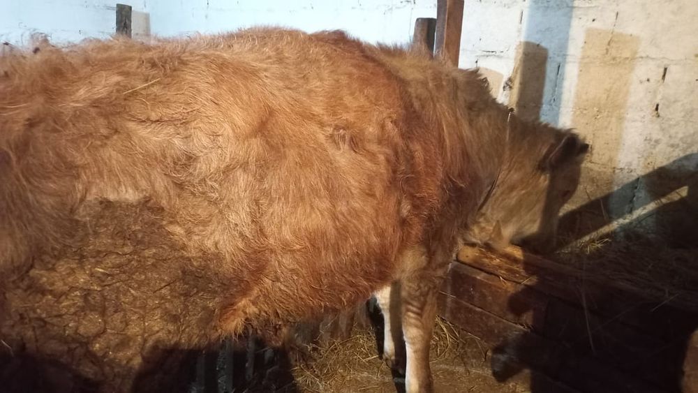 Продам 2-х бычков