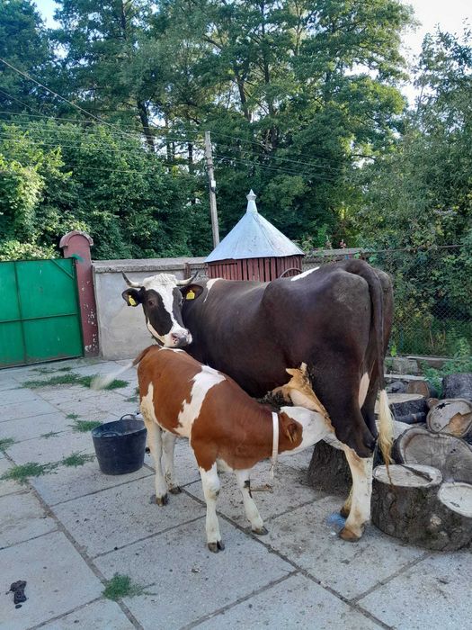 Vaca de 5 ani,  cu vițea de 2 luni jumate