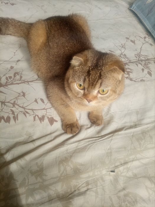 Продёться кот бретанец
