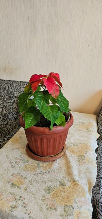 Продам цветы комнатные