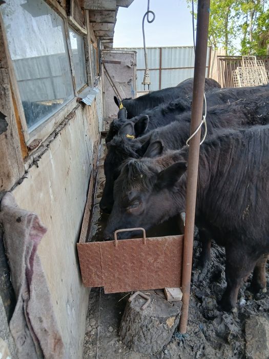 Продам тёлок на развот