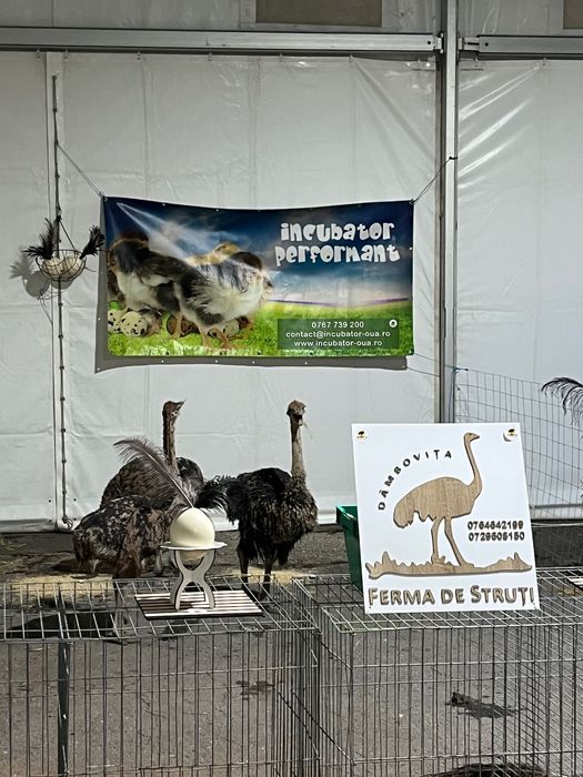 Pui de Struț negru african