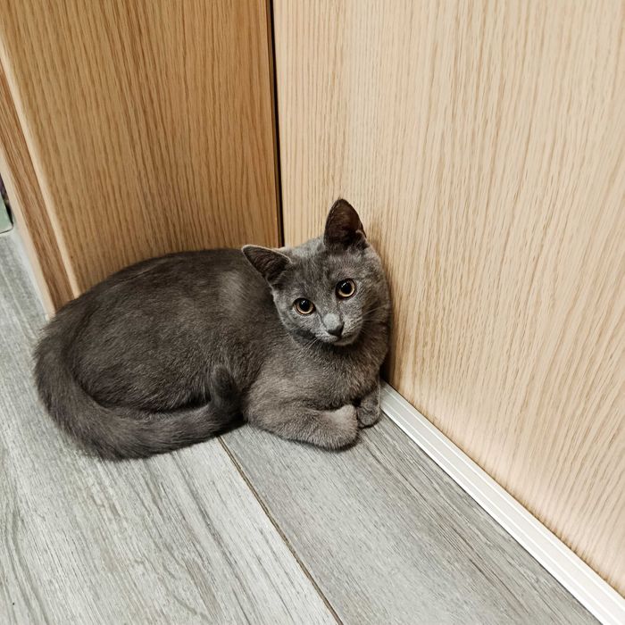 Подарявам малко котенце