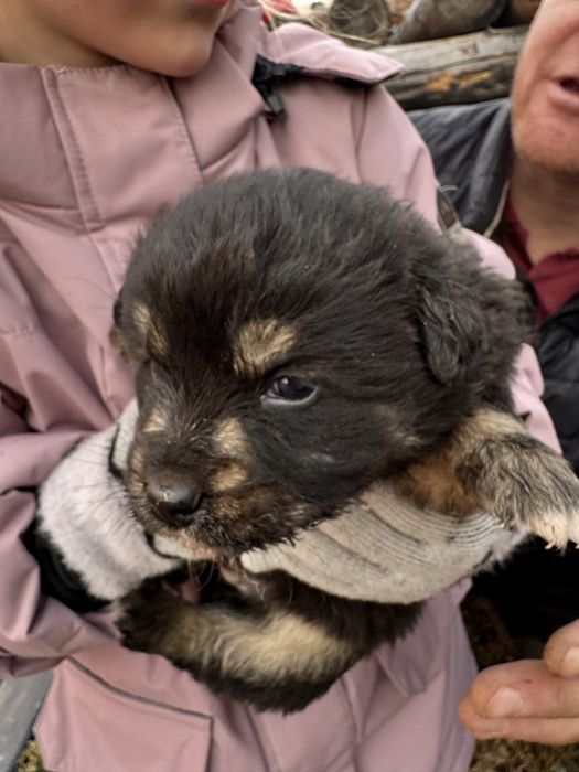 Отдам в добрые руки щенят