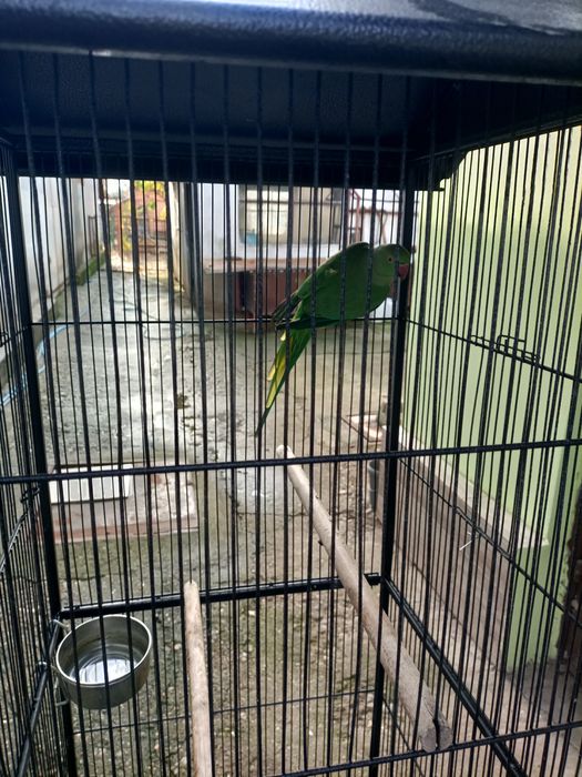 Pereche Micul Alexandru