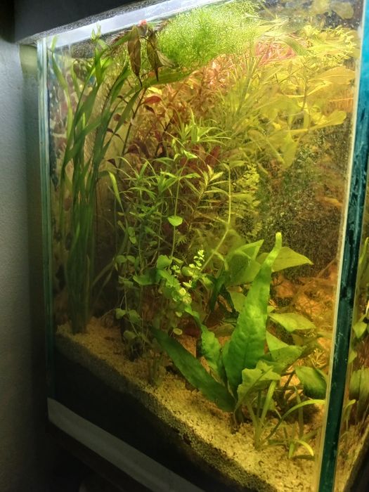 Plante acvariu la schimb cu pesti