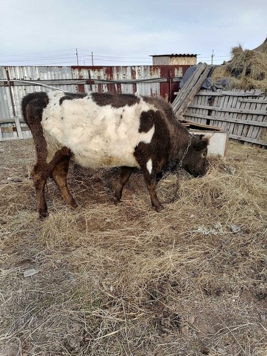 Құнажын сатамыз ..