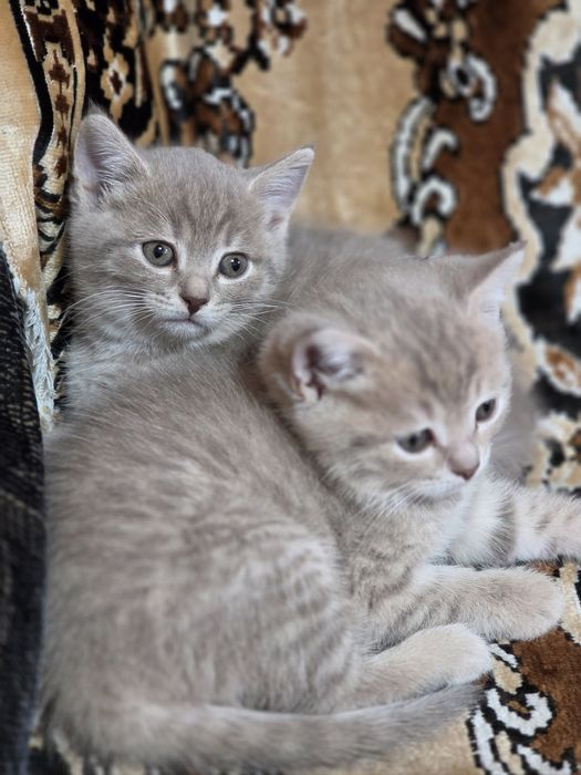 Шотланские котята