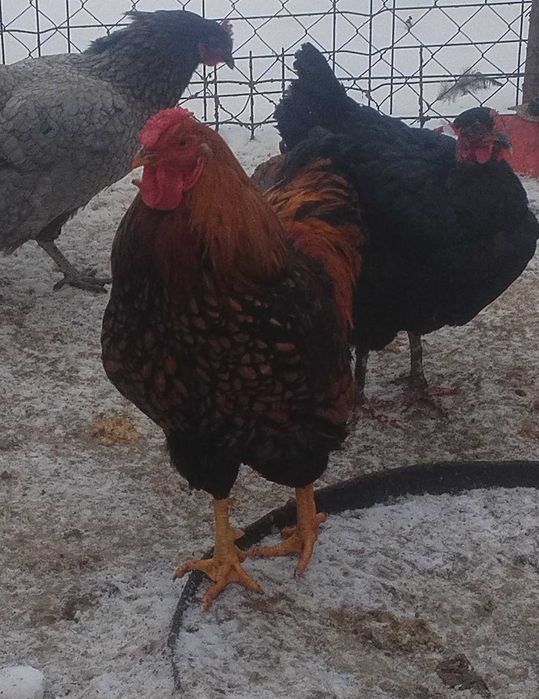 Vand wiandot Auriu /Argintiu