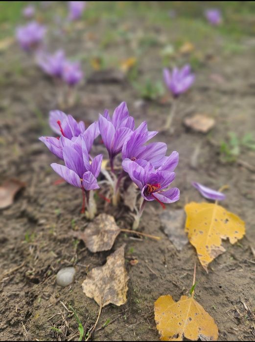 Bulbi de șofran /șofran pur