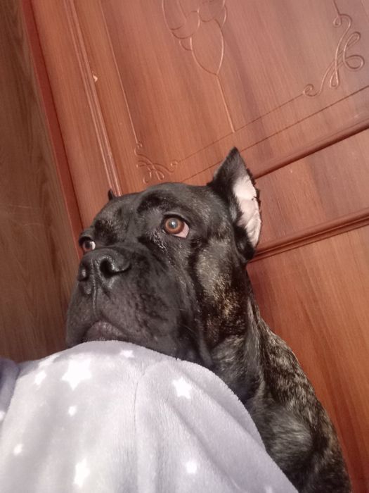 Вязка Кане Корсо