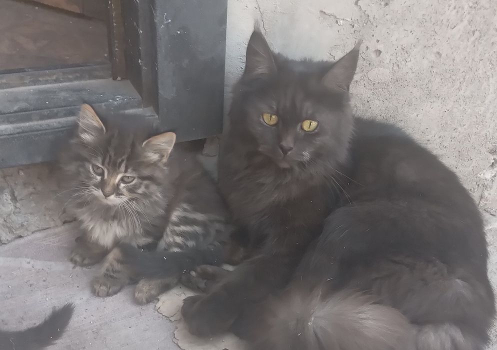 Продаются котята Мейн-кун