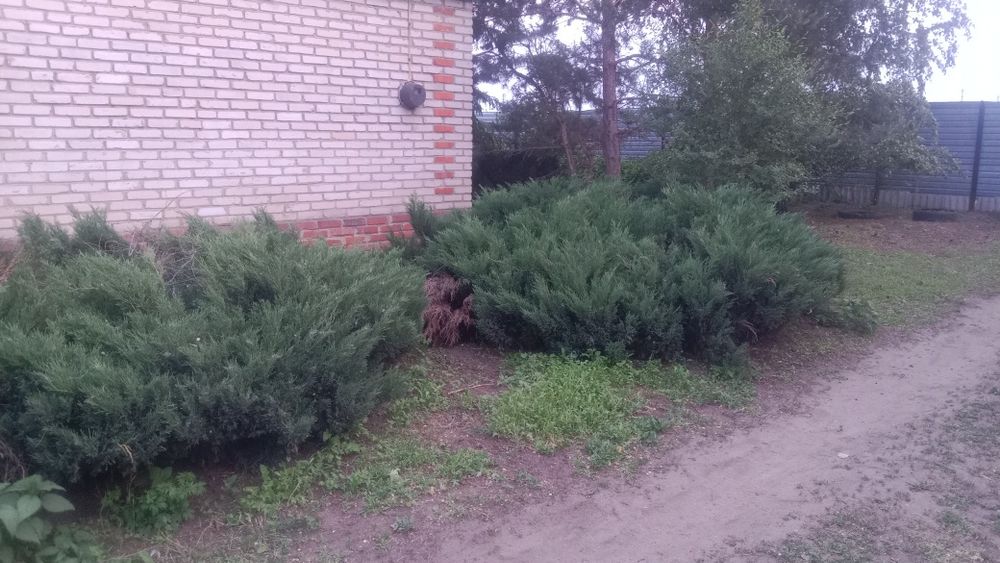 Продам кусты туи
