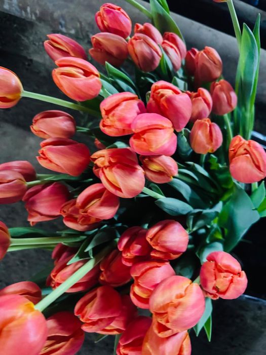 Голландские тюльпаны 50-60 см