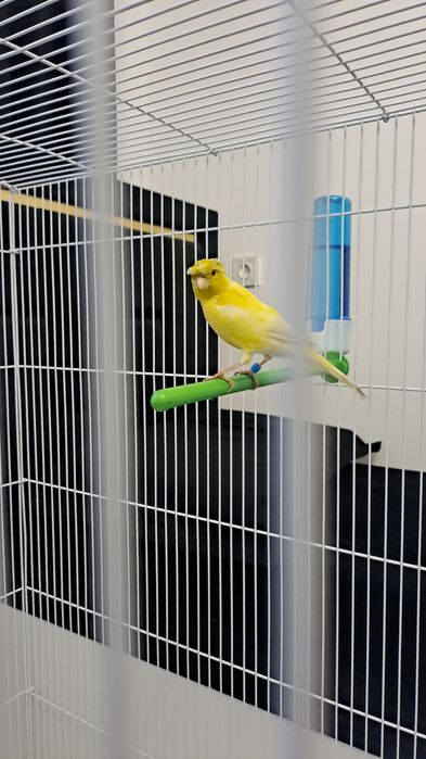 Канарейка самец 1.5год