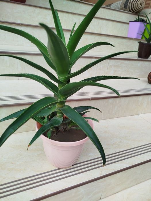 alloy gul алое гул цветы  honaki gullar aloy алой