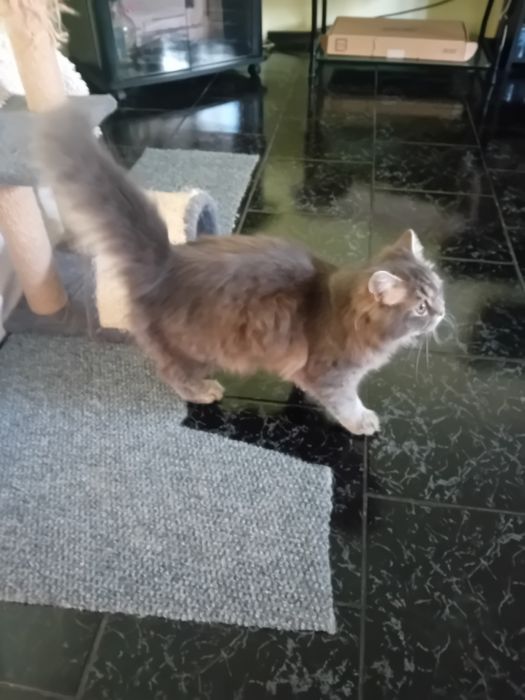 Персиец мъжки котарак