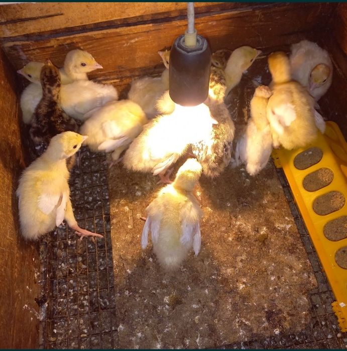 Индюшата 10 дней