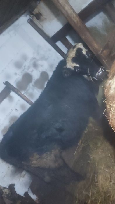 Продам 3 быков .