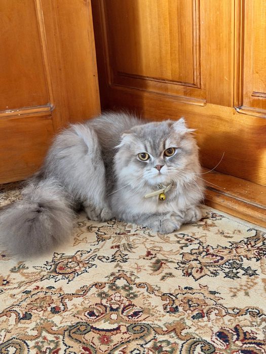 Скоттиш фолд манчкин