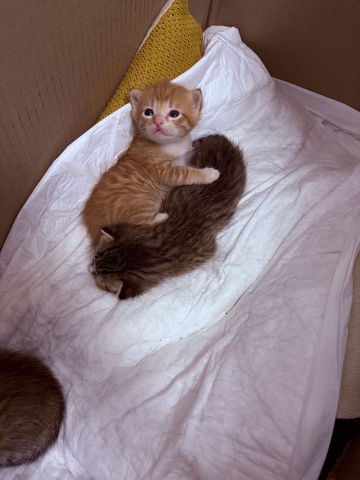 Отдам котят в добрые руки