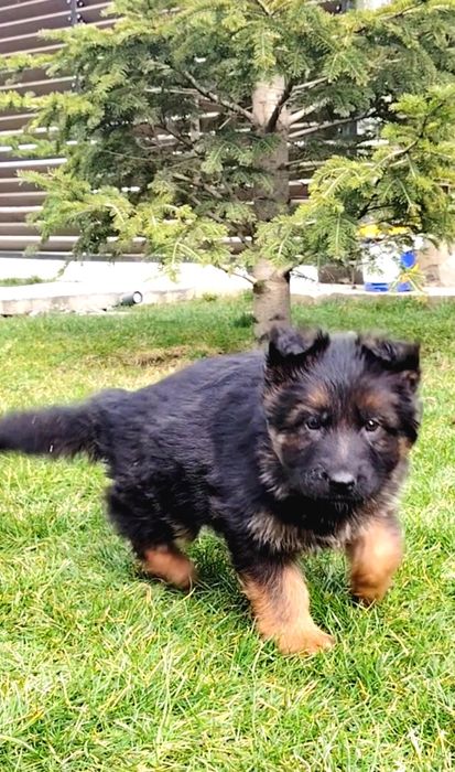 Pui Ciobanesc german