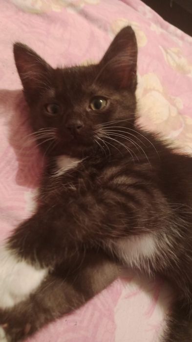 котик в добрые руки