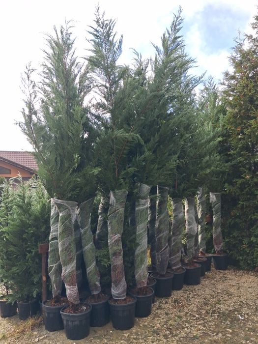 Mesteacăn platan tei tuia smarald