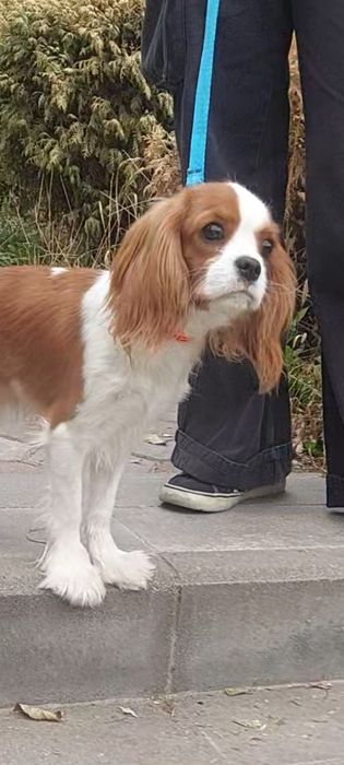 Кавалер Кинг Чарльз Спаниель девочка блейнхейм