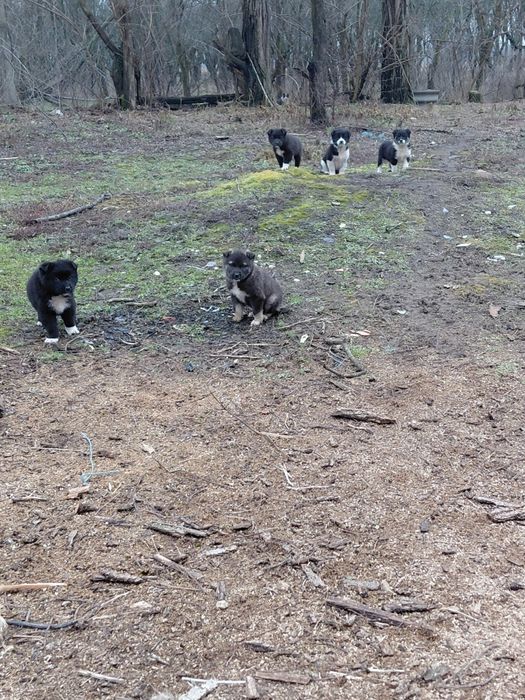 Donez catei maidanezi