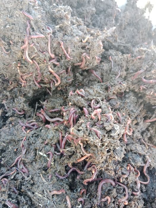 Биогумус органическое удобрение