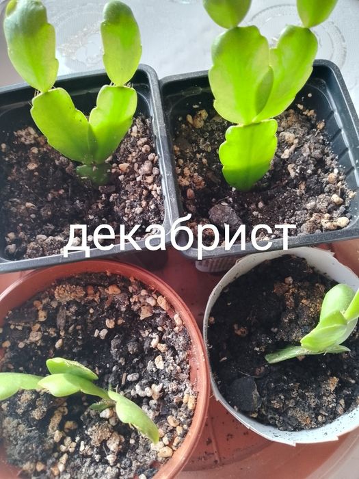 Цветы - комнатные