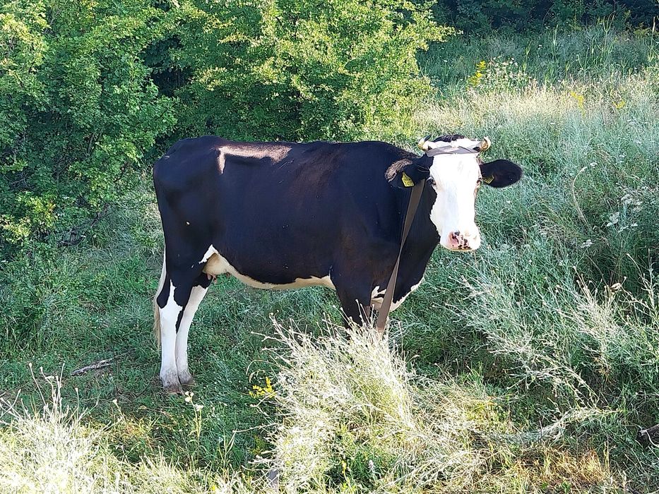 Vaca cu tauras de vanzare