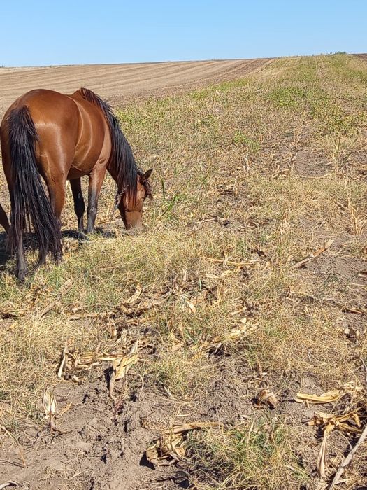 Iapa de vânzare tânără