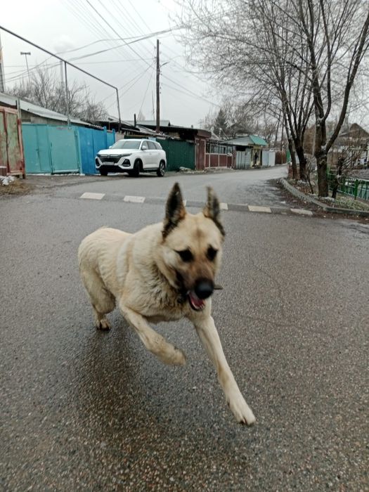 Ищим невесту для случки