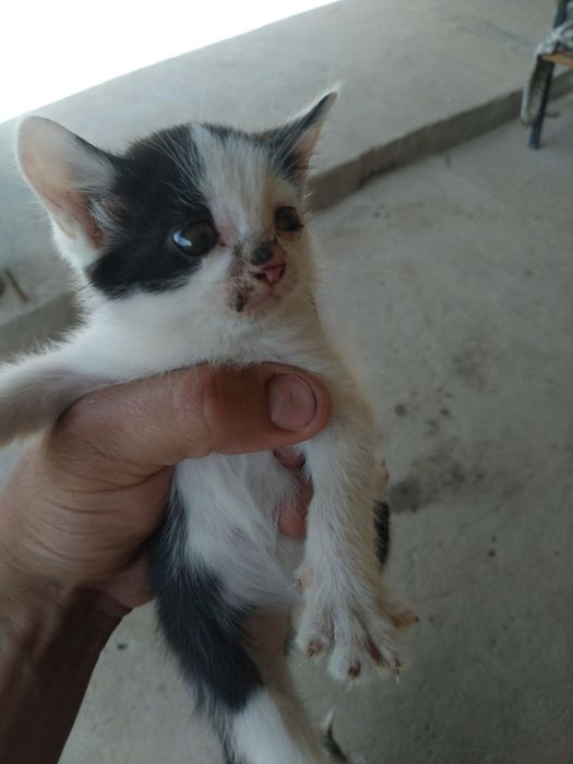 Отдам котёнка в хорошие добрые руки