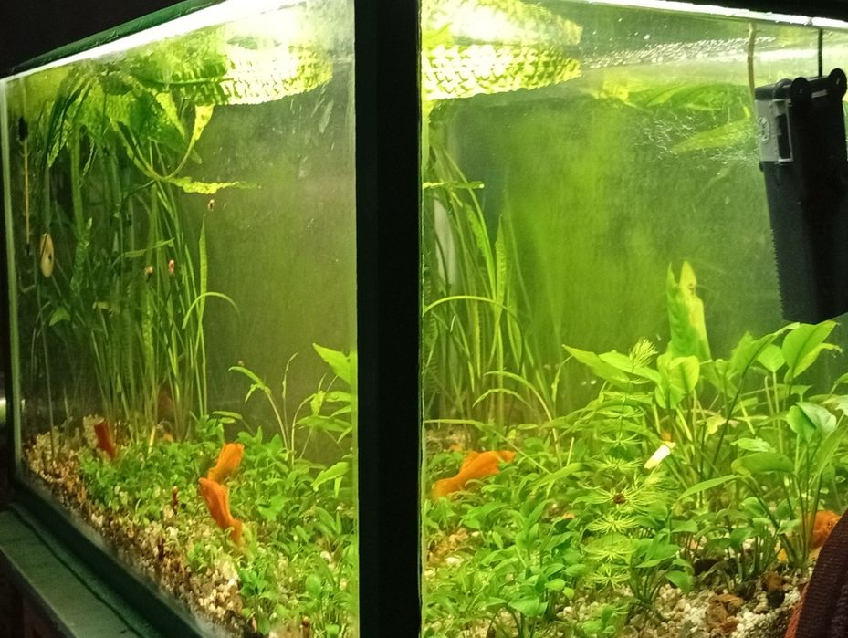 Аквариум с растениями дёшево