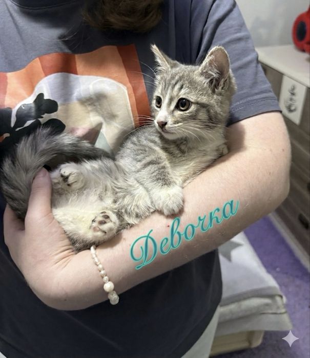 Котята ищут дом! Ташкент!