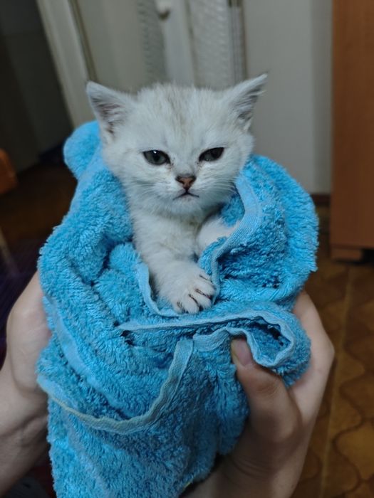 КотЯТки СЕребряныЕ ЧудныЕ