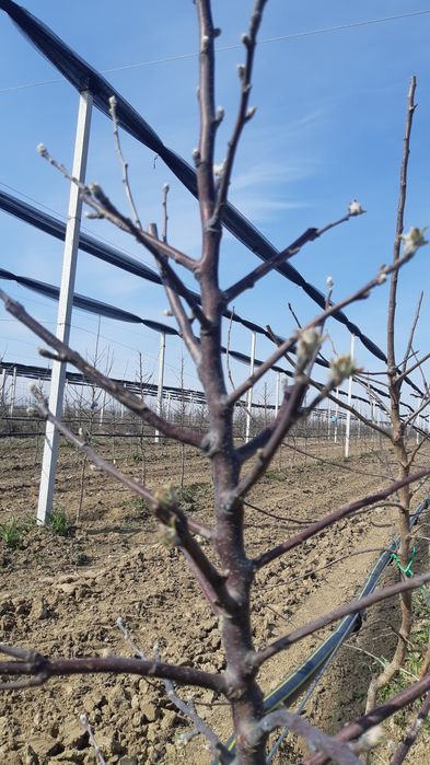 Taieri pomi fructiferi Tai pomi