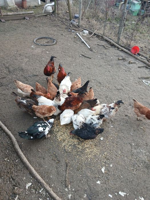 Puicuț și cocoși de vânzare