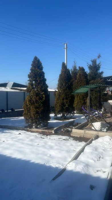 Продам  ель и туя