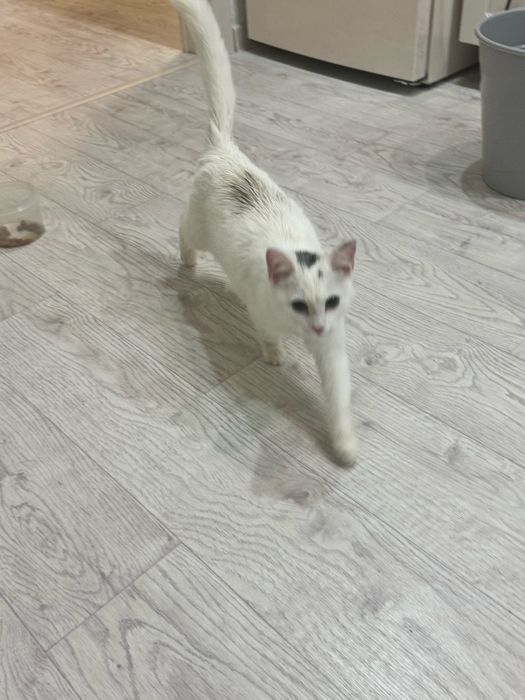 Найдена домашняя кошечка