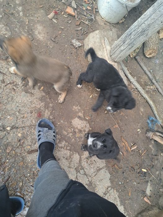 Кръстоска между Кенакорсо и Кавказ 3 кученца на по 2 месеца