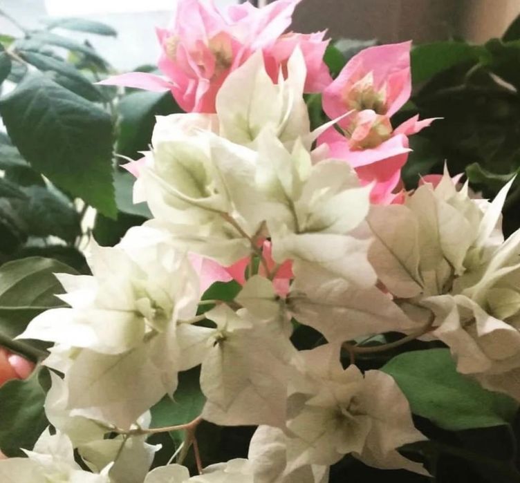 Комнатные растения